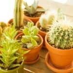 Greenleaf Plant Shop