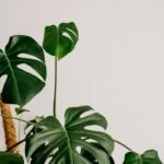Greenleaf Plant Shop
