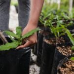 Greenleaf Plant Shop